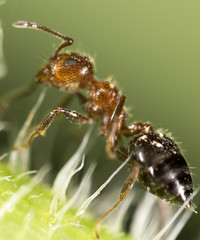 ant in nature. super macro