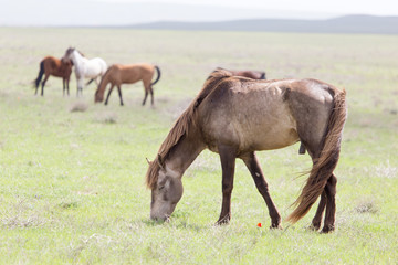 Obraz na płótnie Canvas a horse in a pasture in nature
