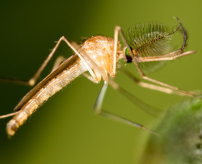 Mosquito in nature. super macro
