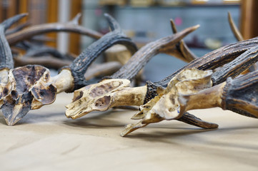 Antlers
