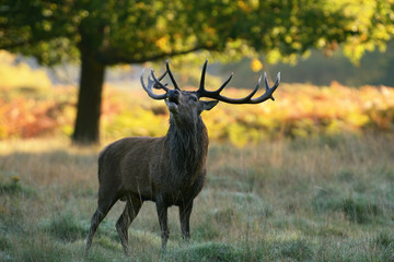 Red Deer - Stag of the morning fog.