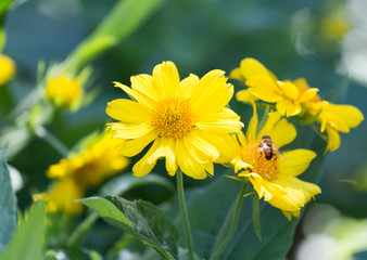 beautiful yellow flower in nature