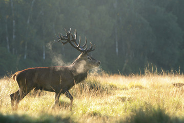 Red Deer - Stag of the morning fog.