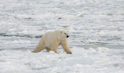 A polar bear on the tundra. Snow. Canada. An excellent illustration.