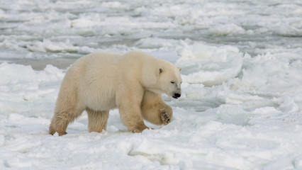 A polar bear on the tundra. Snow. Canada. An excellent illustration.