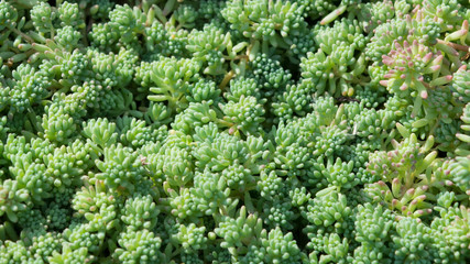 Sedum 