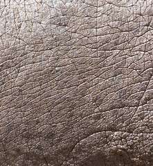 hippopotamus skin as background