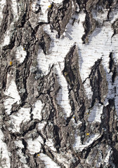 background from the bark of the birch