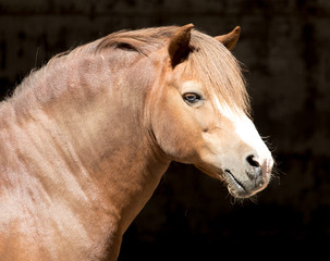 Portrait of a horse at the zoo