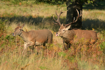 Red Deer, Deer, Cervus elaphus