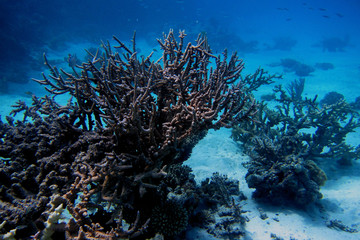 duenne zarte korallen am meeresgrund
