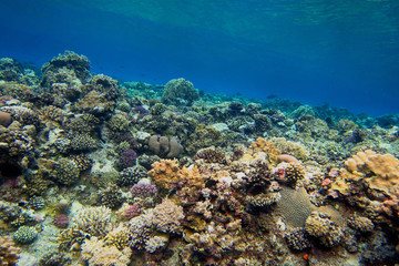 Fototapeta na wymiar grosses buntes korallenriff
