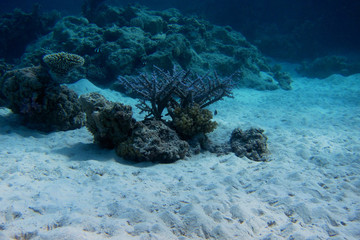 koralle am weissen meeresgrund