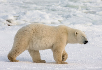 Obraz na płótnie Canvas A polar bear on the tundra. Snow. Canada. An excellent illustration.
