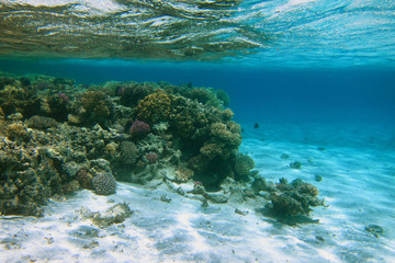 korallen und weisser sand