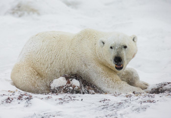 Naklejka na ściany i meble A polar bear on the tundra. Snow. Canada. An excellent illustration.
