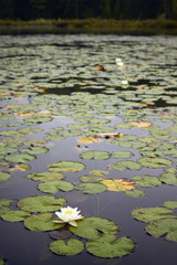 White lily floating on a pond