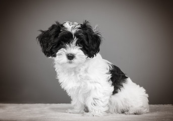 Hund Havaneser Welpe