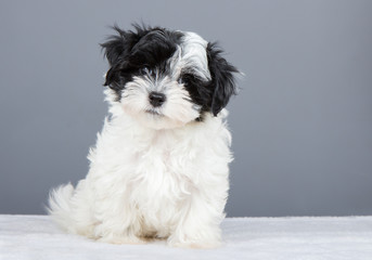 Hund Havaneser Welpe