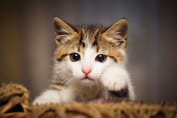 Cute kitten peeking out of a chair