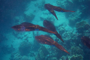 kalmare schwimmen durcheinander © thomaseder