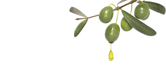 olive branch with oil drop