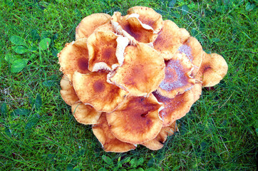 Mushrooms Armillaria the green grass