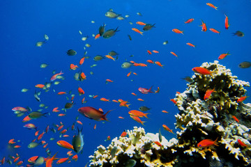 Fototapeta premium viele bunte kleine fische im roten meer
