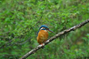 Martin pescatore in primo piano su ramo sfondo verde rami