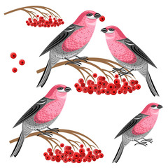 Pine grosbeak