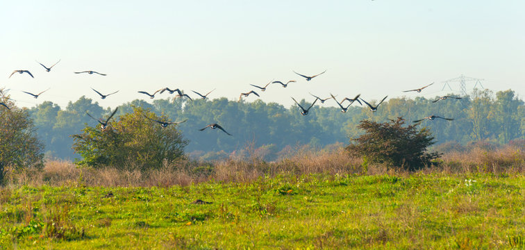 Geese flying in a hazy sunny sky in autumn
