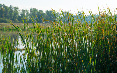 Shore of a hazy sunny lake in autumn