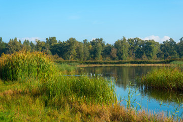 Shore of a hazy sunny lake in autumn