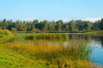 Shore of a hazy sunny lake in autumn