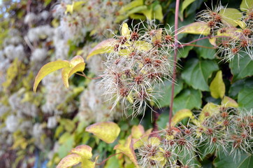 Planzensamen im Herbst