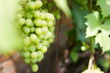 Bunch of muscat grapes