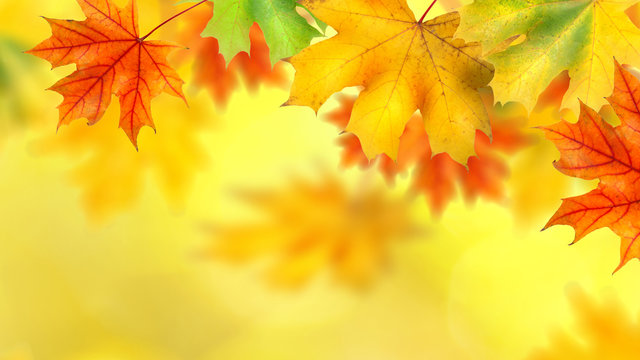 backround with autumn leaves