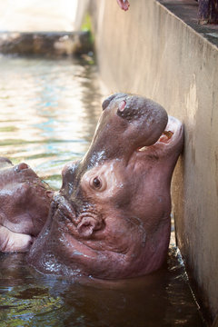 Hippopotamus looking for a meal