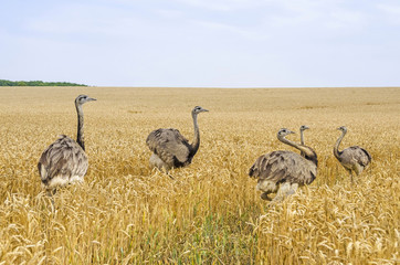 American greater rheas