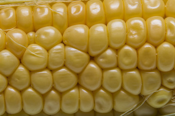 Grains of corn cob. Macro