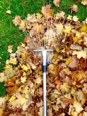 raking leaves 
