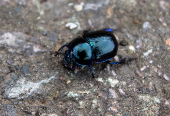 Mistkäfer