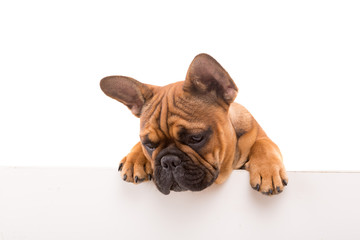 French Bulldog puppy