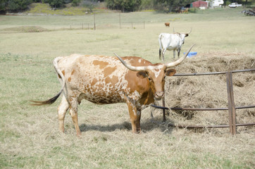 longhorn cow in a field eating some hay on a ranch