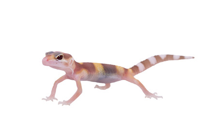 Leopard gecko Eublepharis macularius isolated