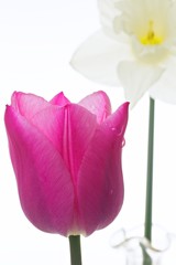The tulip closeup