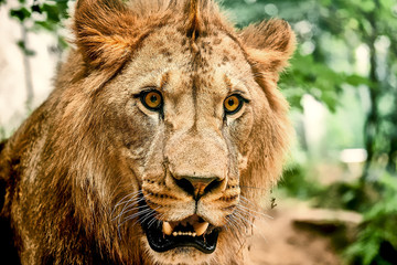 East African Lion