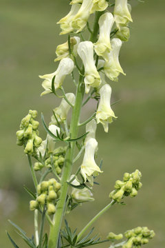 aconito giallo, lupaia (aconitum lycoctonum)