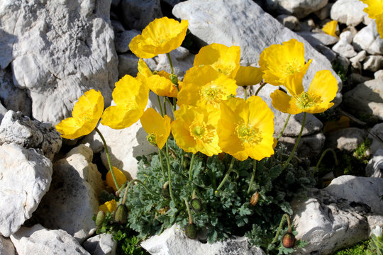 papavero alpino (papaver alpinum)