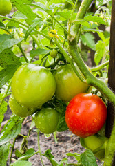 Tomatoes on a branch